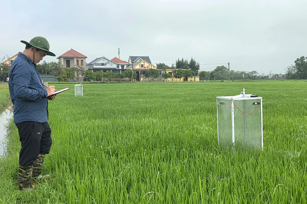 Người nông dân áp dụng kỹ thuật canh tác mới để vừa tăng năng suất vừa tạo tín chỉ carbon