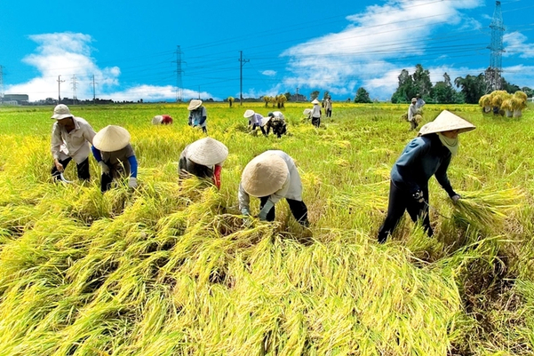 Sản xuất nhỏ lẻ gây khó khăn cho việc thu thập dữ liệu tọa độ vùng trồng