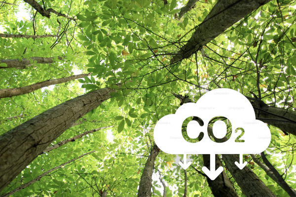 Tài chính xanh và thị trường tín chỉ carbon? Mối liên hệ và sự khác biệt