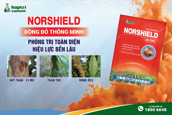 Sử dụng Norshield 86.2WG phun kỹ vào các cơi đọt non, đặc biệt tại các vị trí có nấm hồng xuất hiện