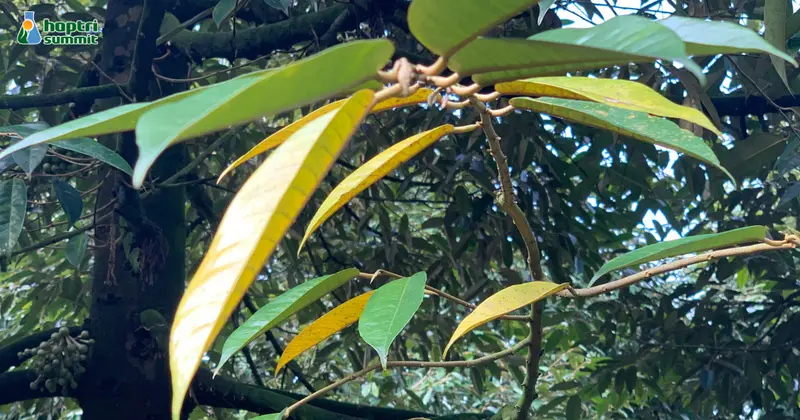 Sầu riêng bị vàng lá