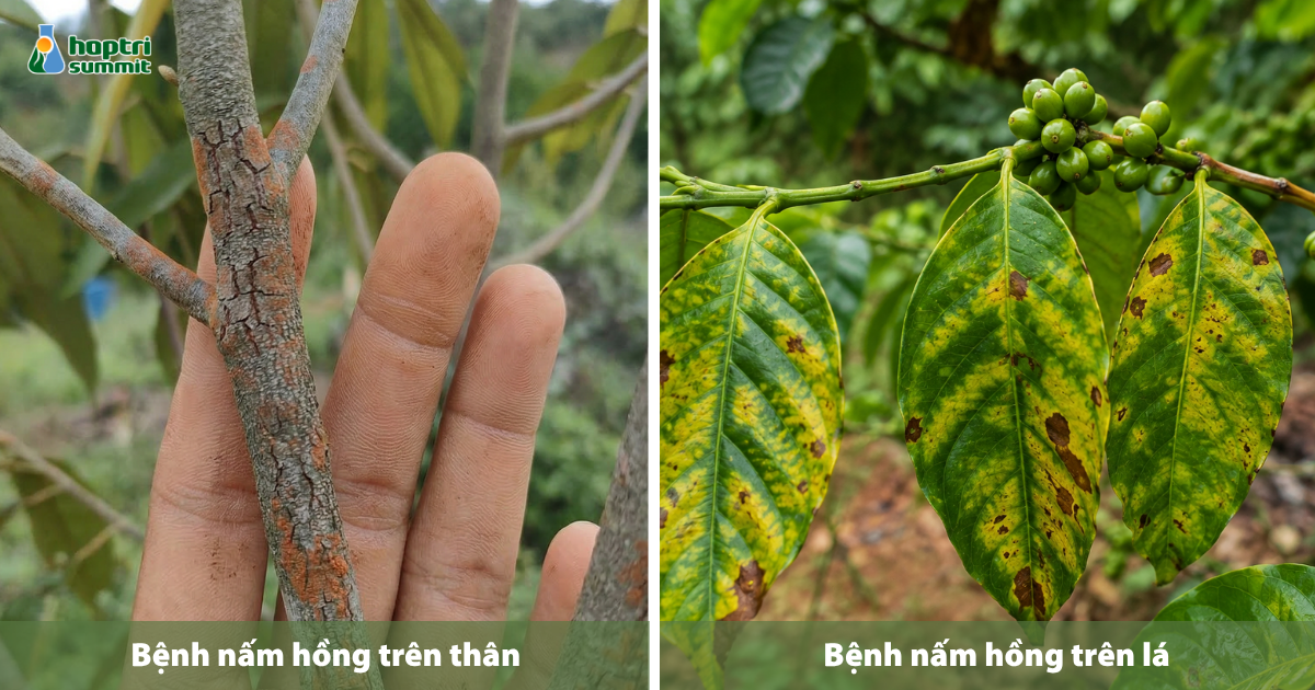 Biểu hiện của bệnh nấm hồng trên thân cây cà phê 