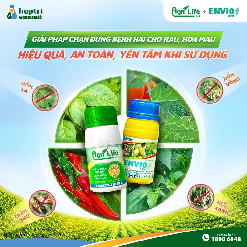Giải pháp Agrilife 100SL và Envio 250SC trị bệnh phấn trắng, đốm lá, đốm vòng, thán thư, héo xanh từ Hợp Trí Summit